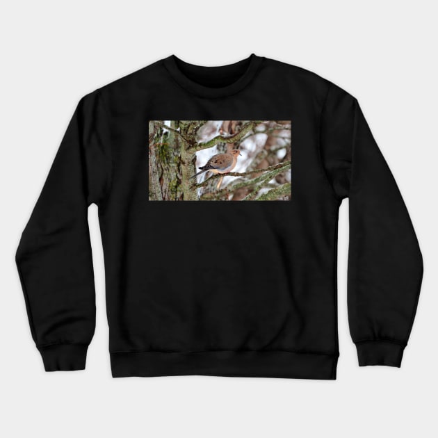 Mourning Dove Perched In a Tree Staring At The Camera In The Winter Crewneck Sweatshirt by BackyardBirder
